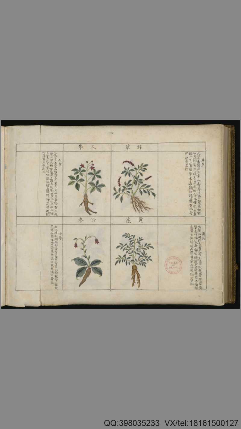 中国药用本草绘本.Traité chinois de botanique médicale.18世纪彩绘本