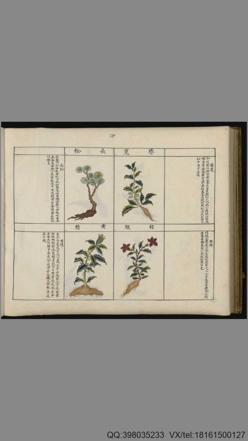 中国药用本草绘本.Traité chinois de botanique médicale.18世纪彩绘本