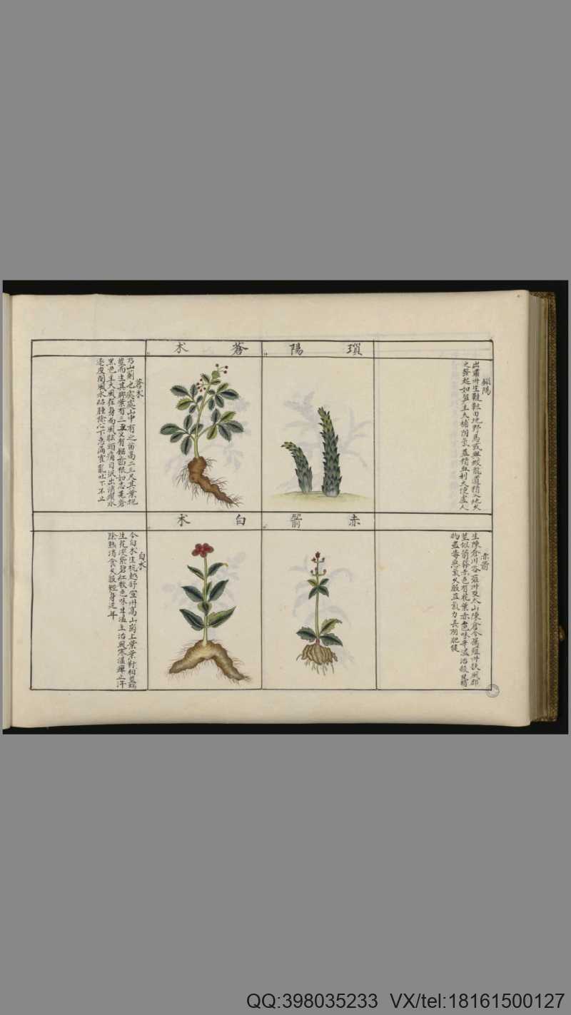 中国药用本草绘本.Traité chinois de botanique médicale.18世纪彩绘本