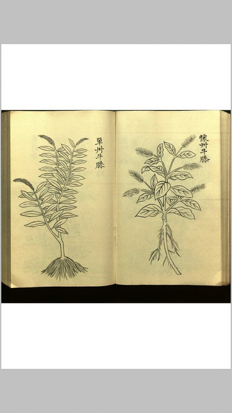 绍兴校定经史证类备急本草画(据卷二至五目录题) 五卷 (宋) 高绍功 等校定