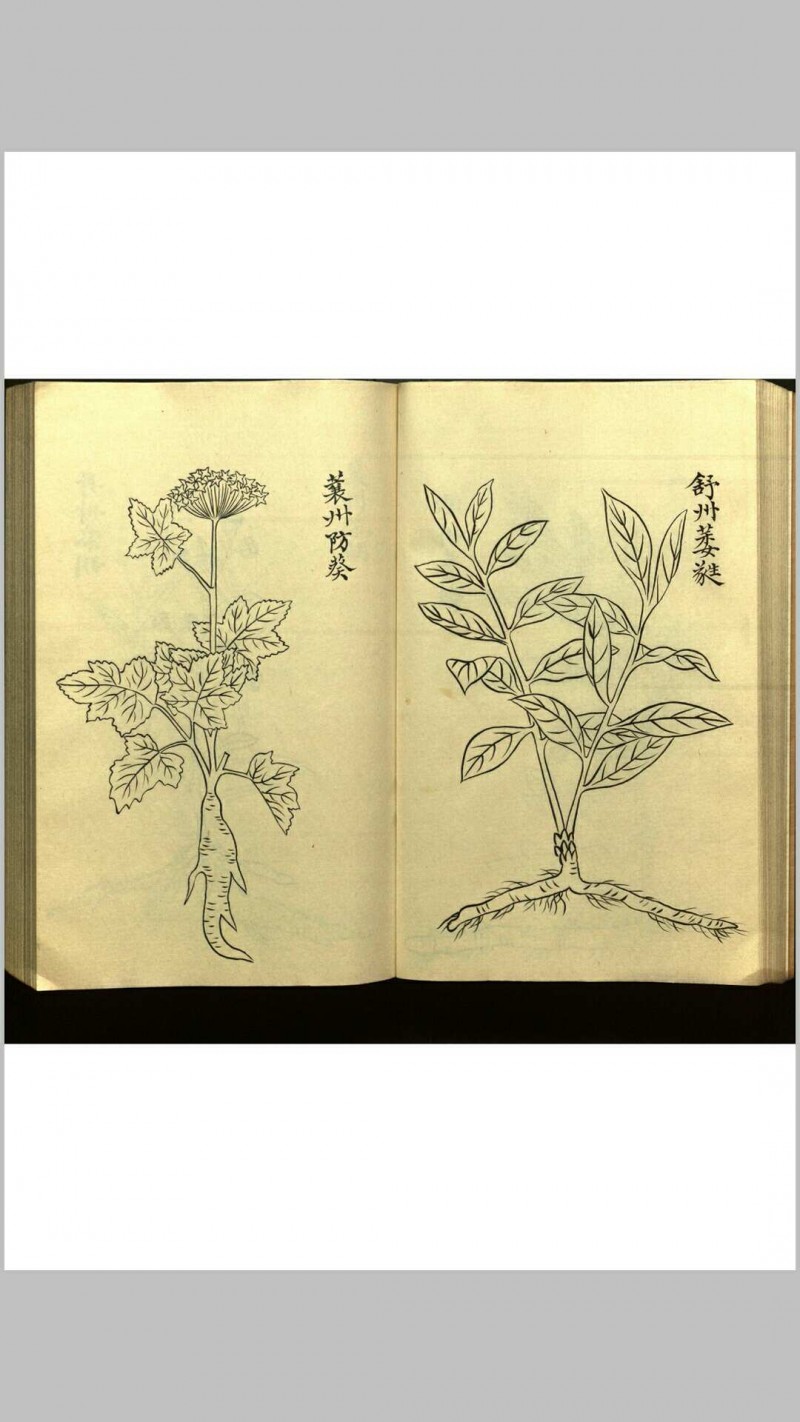 绍兴校定经史证类备急本草画(据卷二至五目录题) 五卷 (宋) 高绍功 等校定