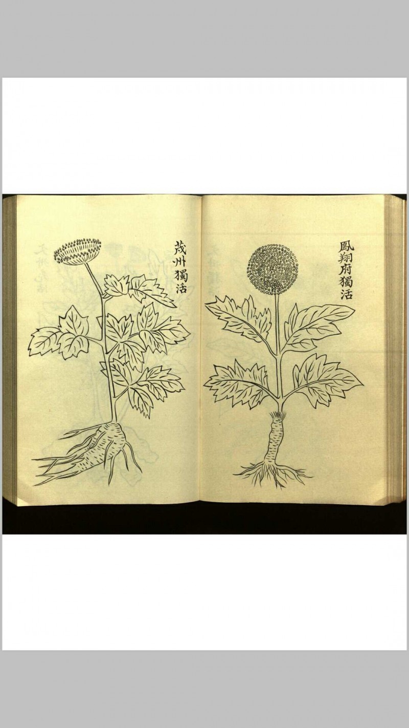 绍兴校定经史证类备急本草画(据卷二至五目录题) 五卷 (宋) 高绍功 等校定