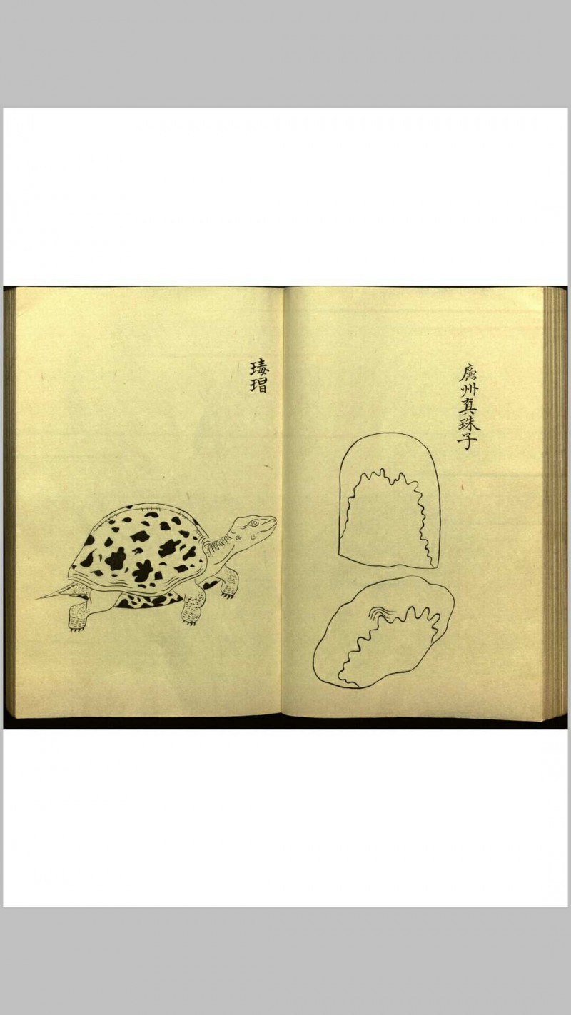 绍兴校定经史证类备急本草画(据卷二至五目录题) 五卷 (宋) 高绍功 等校定