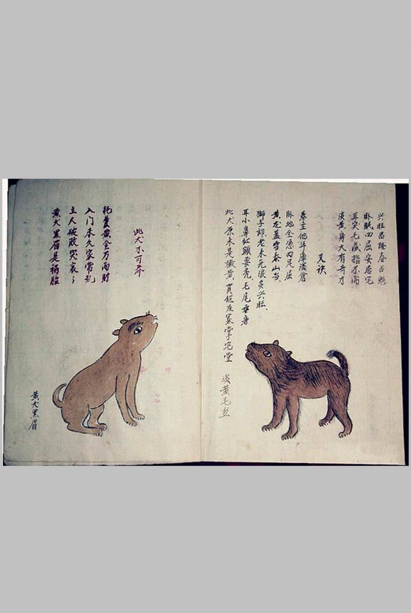 犬相大全