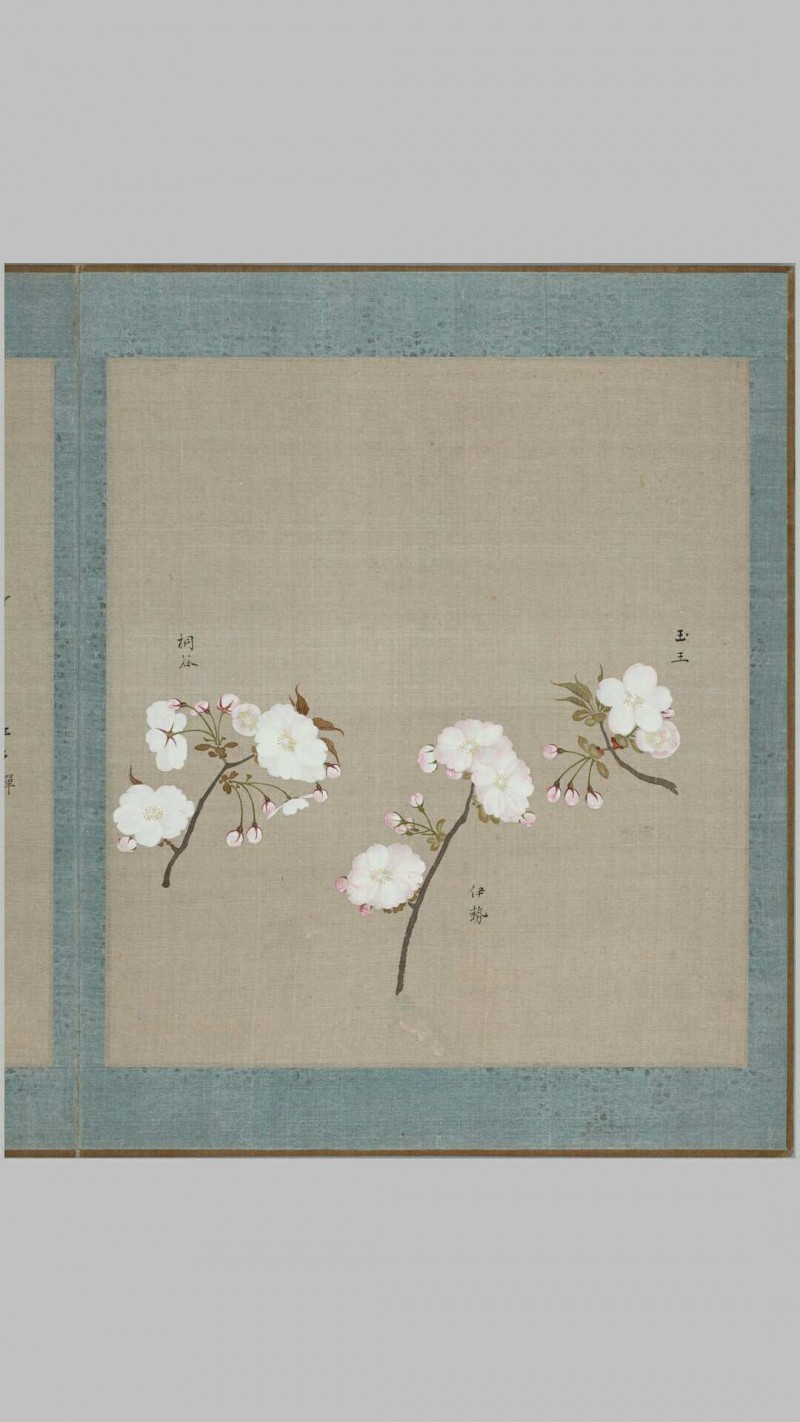 花谱.六册.樱井绚绘.1803-1804年